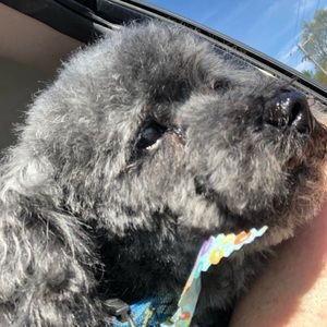 Meet your Posher, Tawn